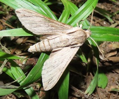 Oligographa juniperi