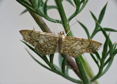 Idaea moniliata