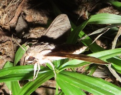 Oligographa juniperi