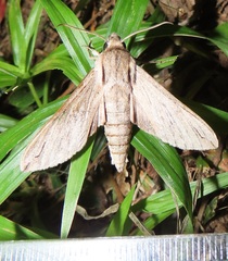 Oligographa juniperi