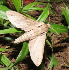 Oligographa juniperi