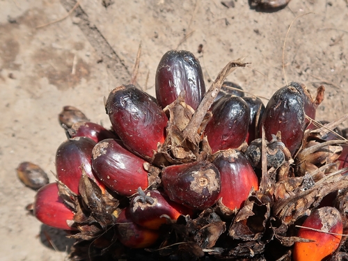 African oil palm
