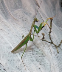 Polyspilota aeruginosa