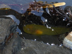 Liparis mucosus