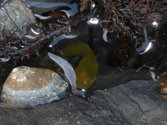 Liparis mucosus