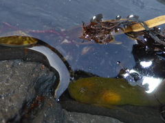 Liparis mucosus