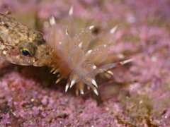 Amphorina linensis