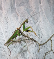 Polyspilota aeruginosa