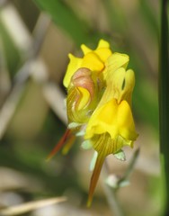 Linaria supina