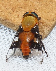 Ancala africana