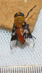 Ancala africana
