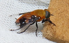 Ancala africana
