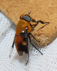 Ancala africana
