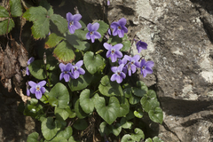 Viola alba dehnhardtii