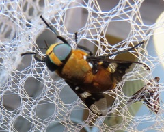 Ancala africana