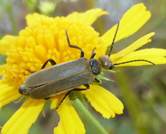 Epicauta heterodera