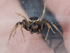 Xysticus ephippiatus
