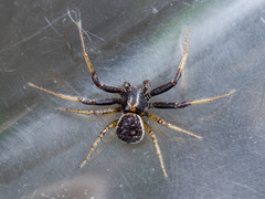 Xysticus ephippiatus