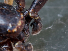 Xysticus ephippiatus