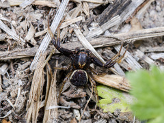 Xysticus ephippiatus