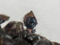 Xysticus ephippiatus
