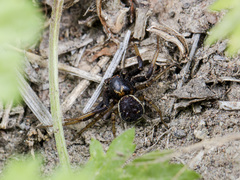 Xysticus ephippiatus