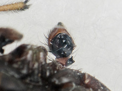 Xysticus ephippiatus