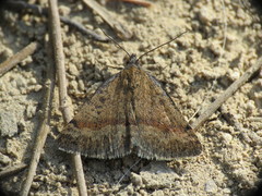 Phytometra sanctiflorentis