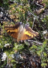 Charaxes pelias