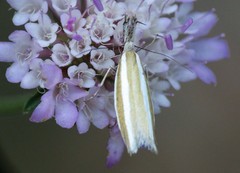 Pleurota aristella