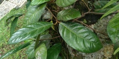 Ficus recurva