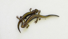 Plethodon dunni