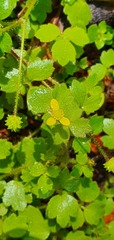 Ranunculus membranifolius