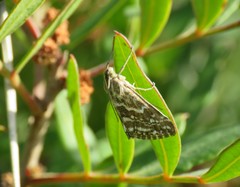 Evergestis frumentalis