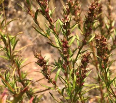 Gyrostemon australasicus