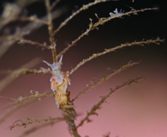 Rubramoena rubescens