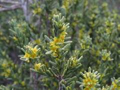 Thymelaea tinctoria