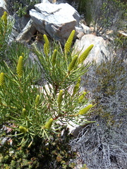 Leucadendron nobile