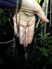 Candovia annulata