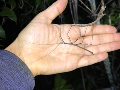 Candovia annulata