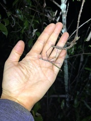 Candovia annulata
