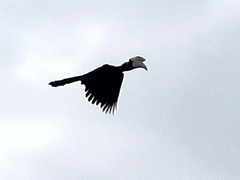 Anthracoceros malayanus