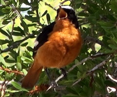 Phoenicurus moussieri