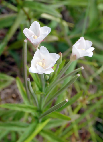 Epilobium macranthum