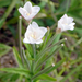 Swamp Willowherb - Photo no rights reserved, uploaded by Peter de Lange