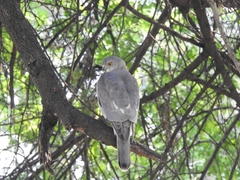 Accipiter badius