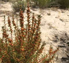 Gyrostemon australasicus