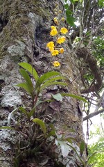 Polystachya pubescens