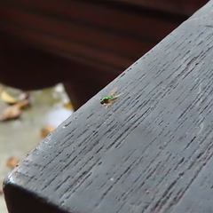 Chrysosoma leucopogon