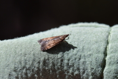 Eudonia asterisca